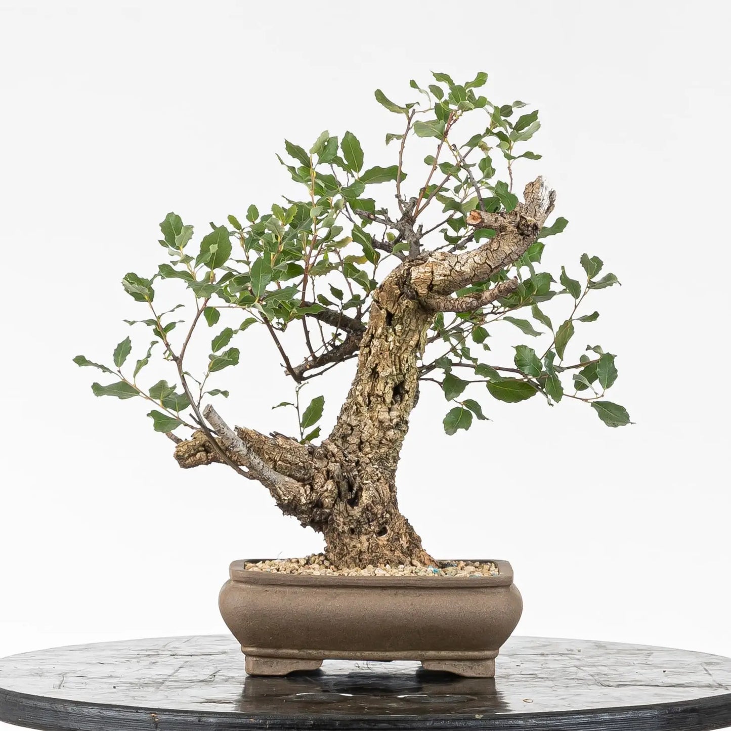 Cara trasera de bonsai de alcornoque tamaño shohin con corcho