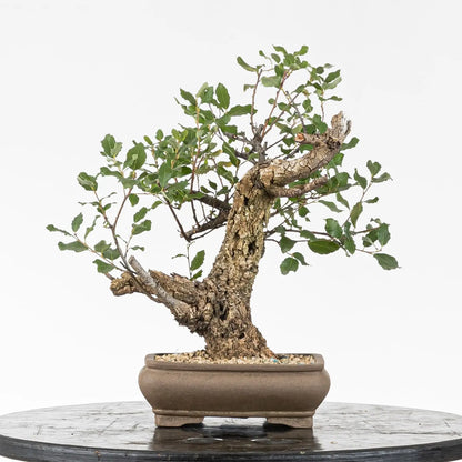 Cara trasera de bonsai de alcornoque tamaño shohin con corcho