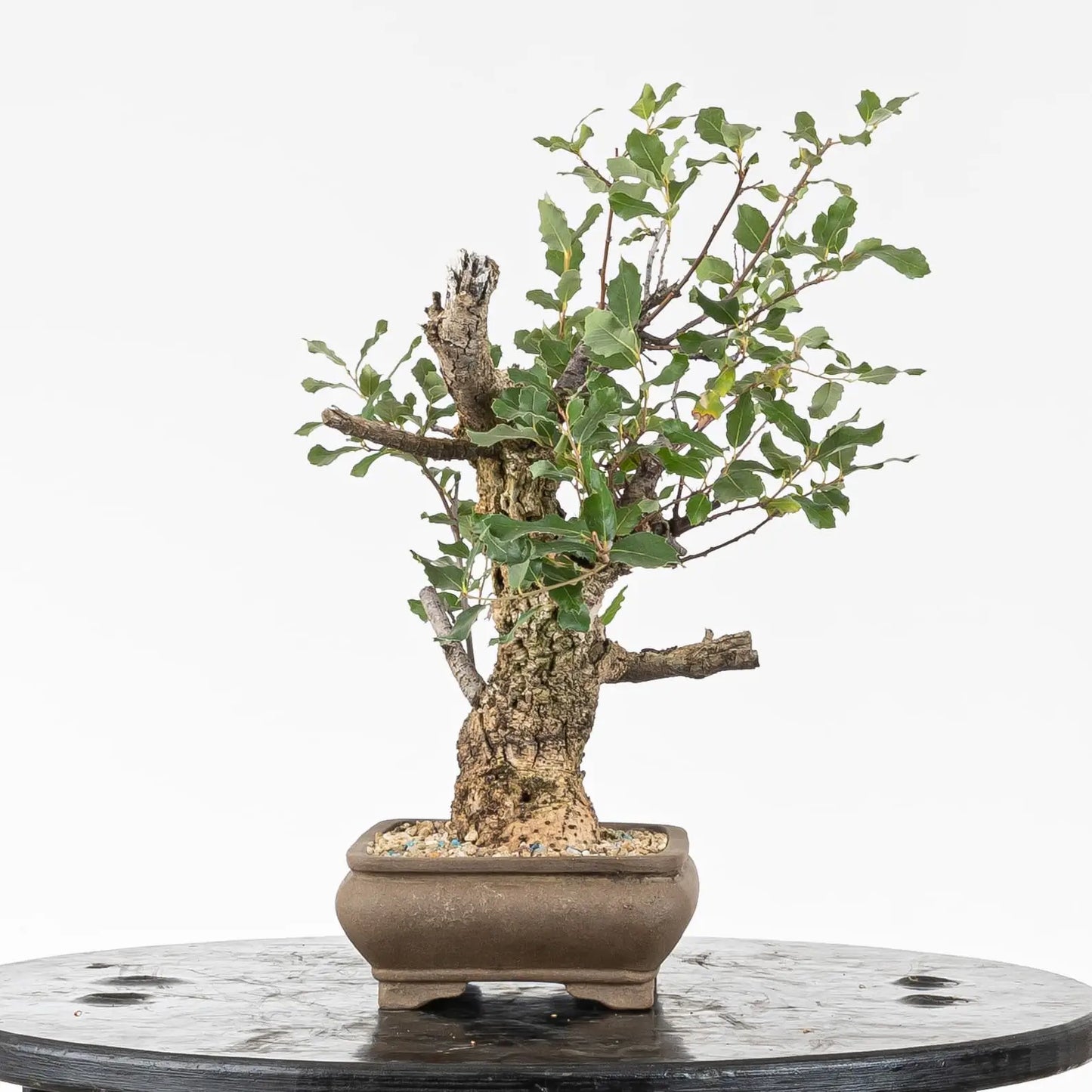 Bonsai yamadori de alcornoque con corcho tamaño kifu