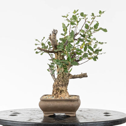 Bonsai yamadori de alcornoque con corcho tamaño kifu