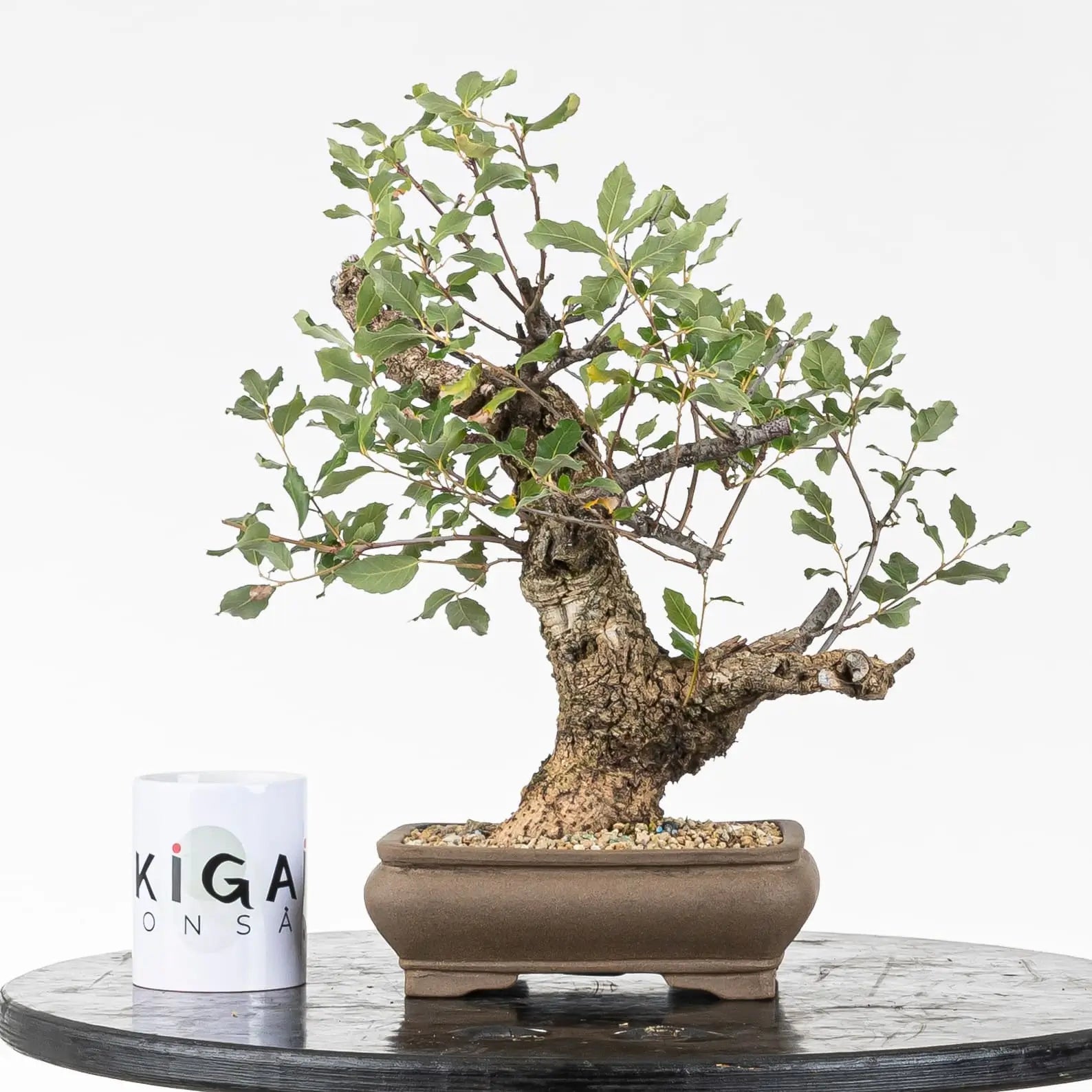 Comparativa de tamaño con taza de ikigai bonsái.