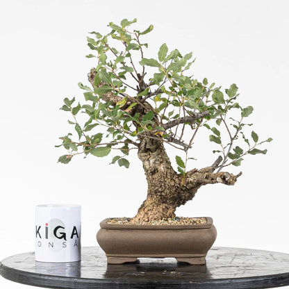 Comparativa de tamaño con taza de ikigai bonsái.