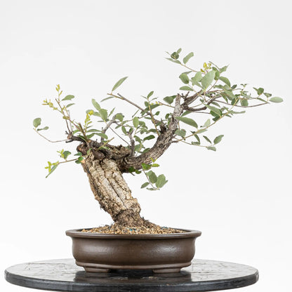 Frente de bonsai de quercus suber con corcho
