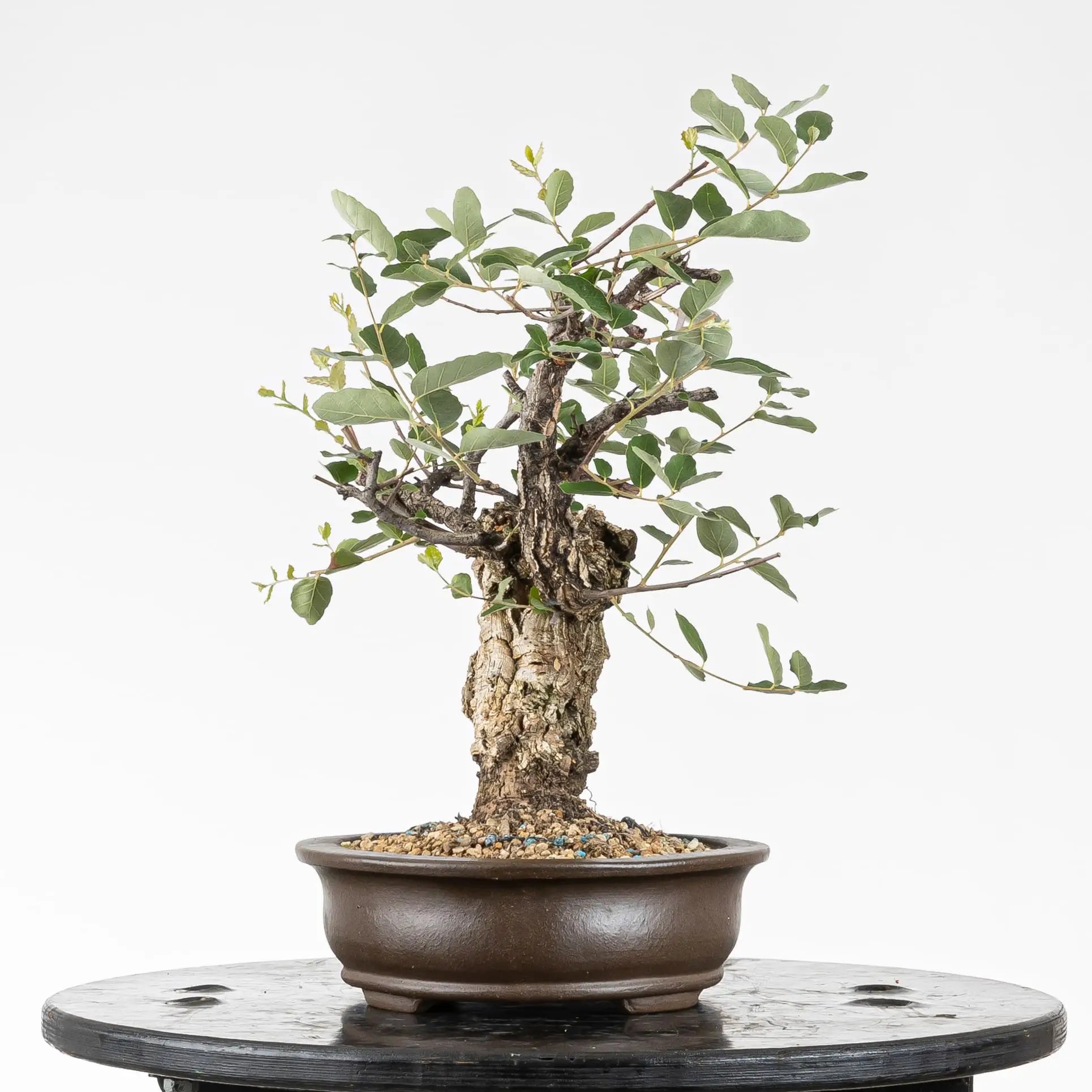 Cara izquierda de bonsai de alcornoque