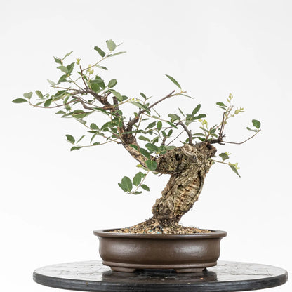 Cara trasera de bonsai de alcornoque de estilo moyogi