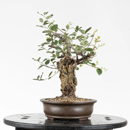 Cara izquierda de bonsai de quercus suber