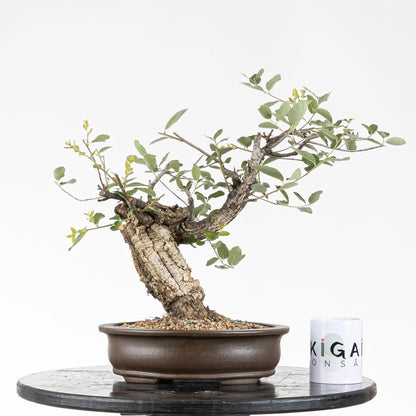 Comparativa de tamaño de bonsai de alcornoque con taza de ikigai bonsai, se observa que tiene una maceta ovalada yixing de origen chino
