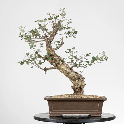 Frente de  bonsái de quercus suber de origen yamadori, estilo moyogi y tamaño dai.