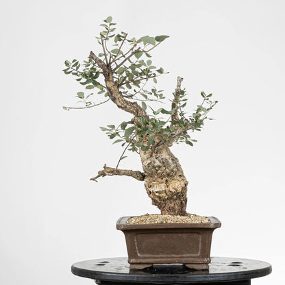 Lado derecho de yamadori de quercus suber con ramas con corcho.