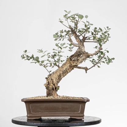 Cara trasera de araki de quercus suber, con curbas y maceta yixing de origen chino