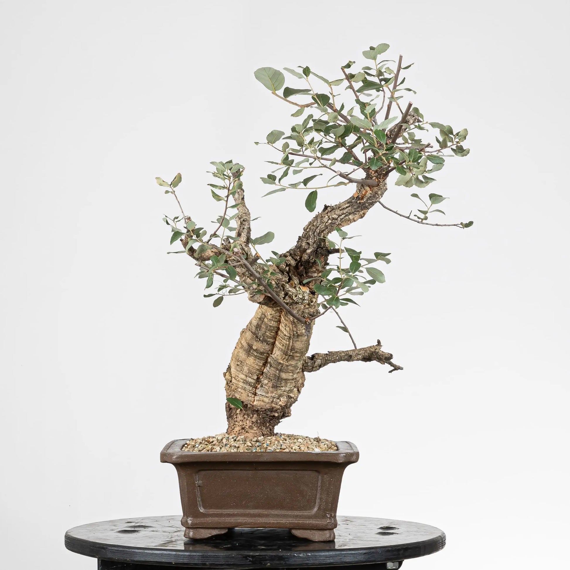 Lado derecho de prebonsai de quercus suber o alcornoque de origen yamadori.