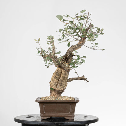 Lado derecho de prebonsai de quercus suber o alcornoque de origen yamadori.