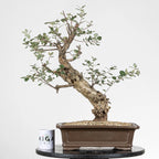 Frente del bonsai de alcornoque con una comparativa de tamaño, con una taza de café de la tienda ikigai bonsái que se usa de regalo.