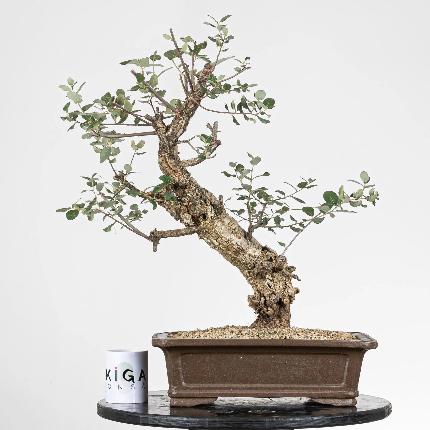 Frente del bonsai de alcornoque con una comparativa de tamaño, con una taza de café de la tienda ikigai bonsái que se usa de regalo.