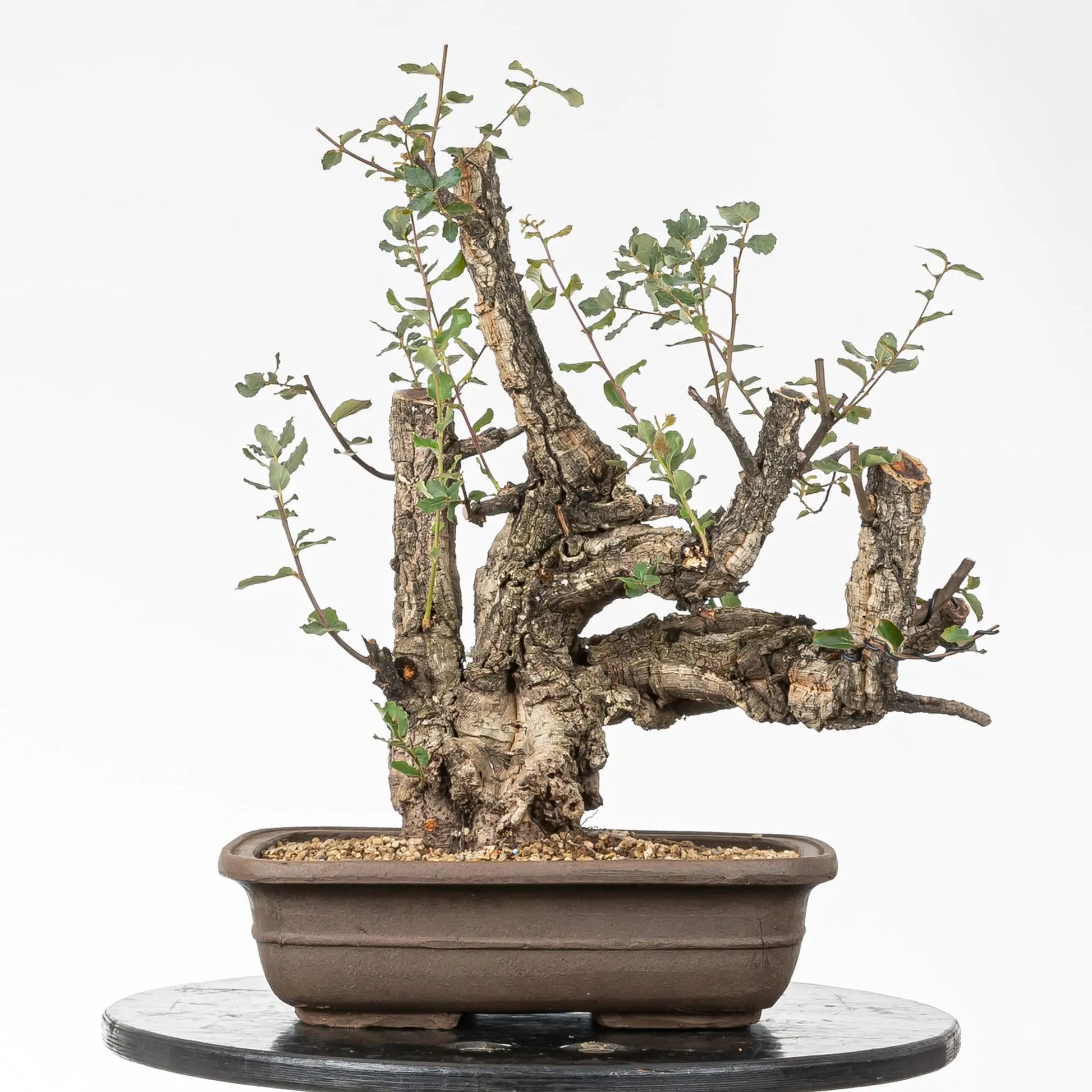 Bonsai yamadori de alcornoque tamaño dai