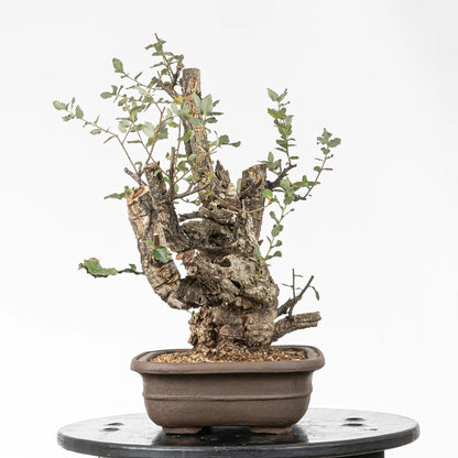 Cara izquierda de bonsai de alcornoque