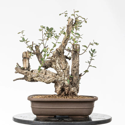 Cara trasera de bonsai de alcornoque