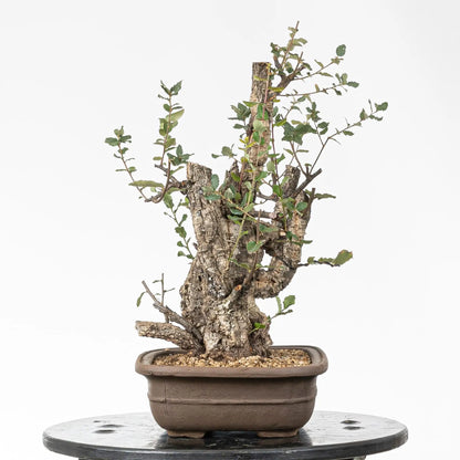 Cara derecha de bonsái de alcornoque