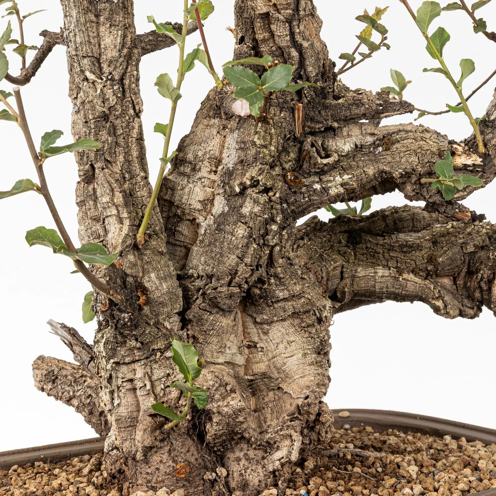 Detalle de tronco con corcho de bonsai de alcornoque.