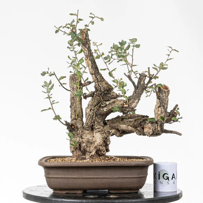 Comparativa de tamaño de bonsai de alcornoque con una taza de café de la tienda ikigai bonsái.