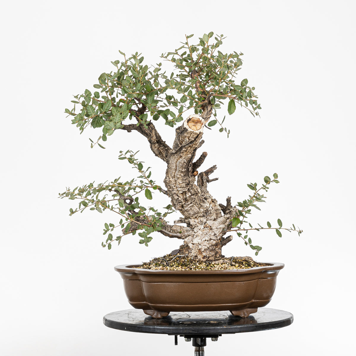 Bonsái - Alcornoque (Quercus suber) - QS10016