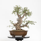 Bonsái - Alcornoque (Quercus suber) - QS10016