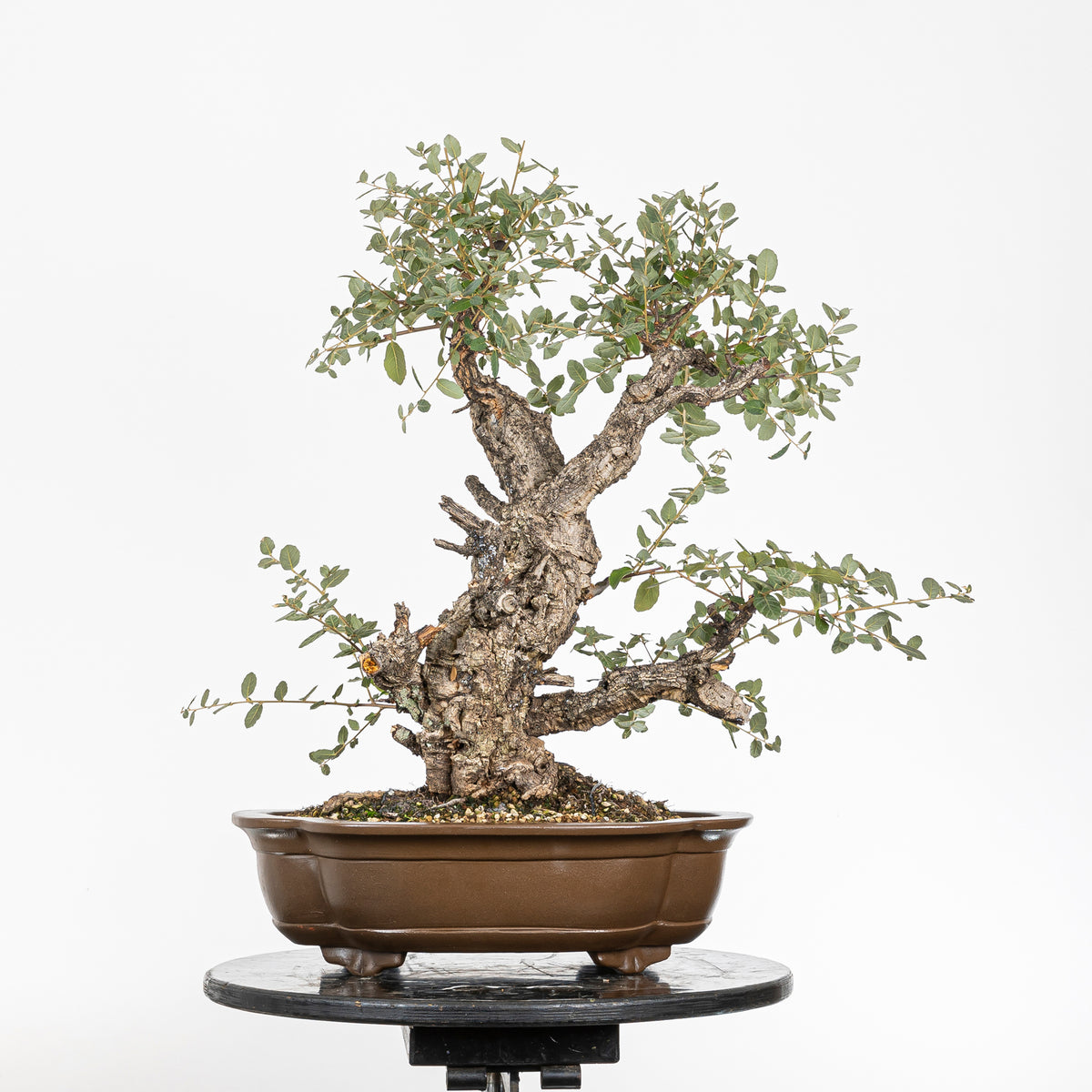 Bonsái - Alcornoque (Quercus suber) - QS10016