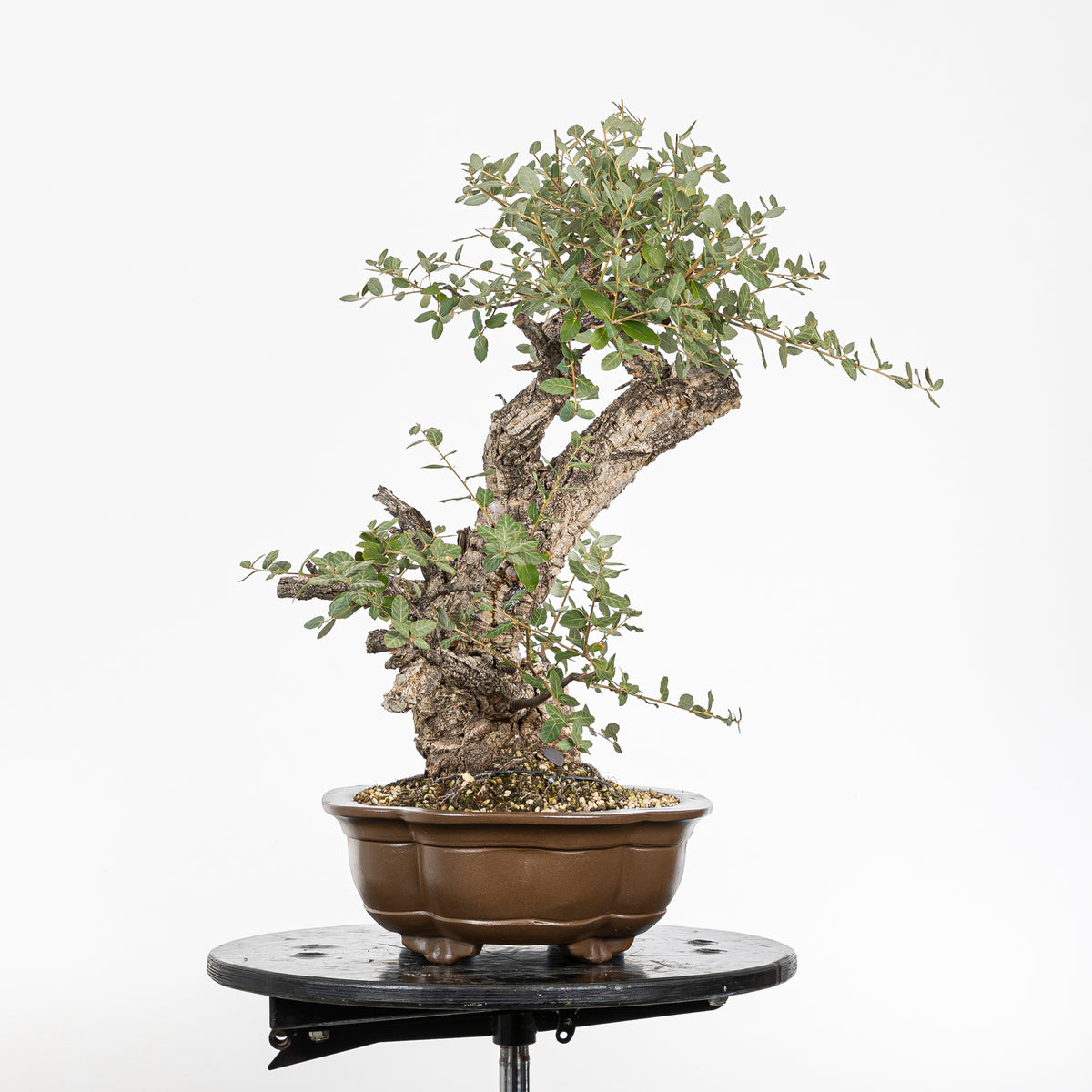 Bonsái - Alcornoque (Quercus suber) - QS10016