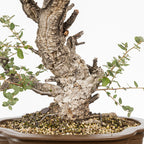 Bonsái - Alcornoque (Quercus suber) - QS10016