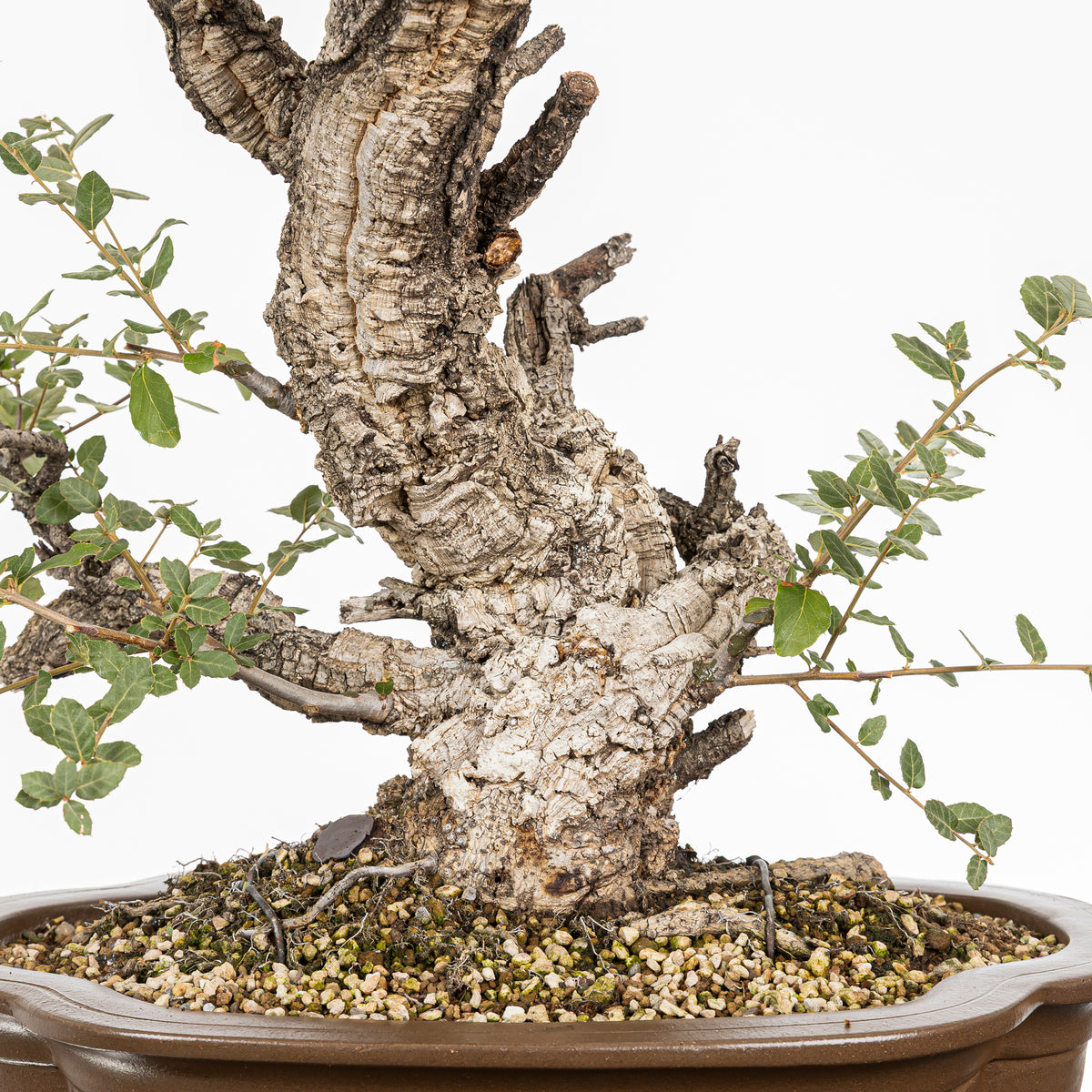 Bonsái - Alcornoque (Quercus suber) - QS10016
