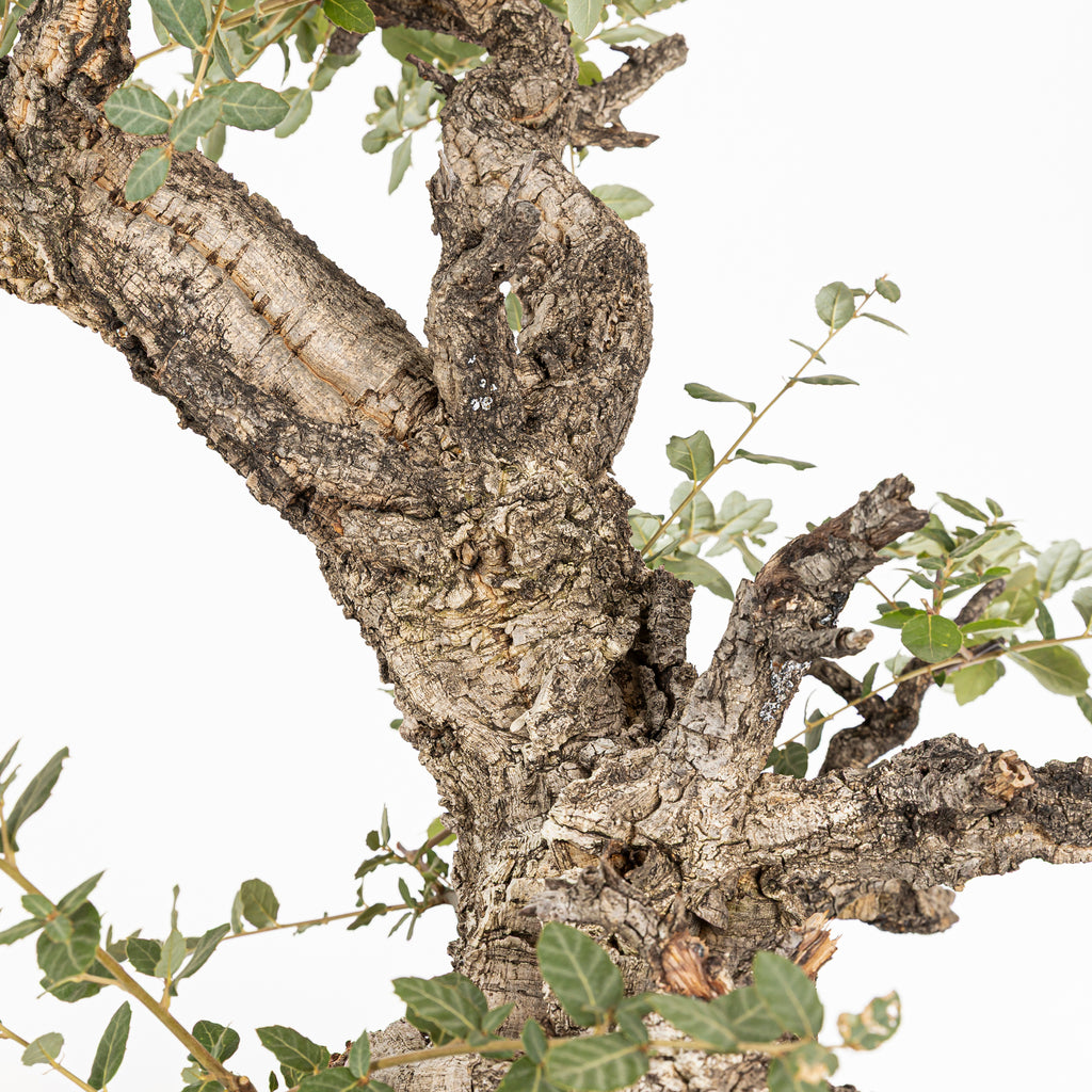 Bonsái - Alcornoque (Quercus suber) - QS10016
