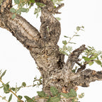 Bonsái - Alcornoque (Quercus suber) - QS10016