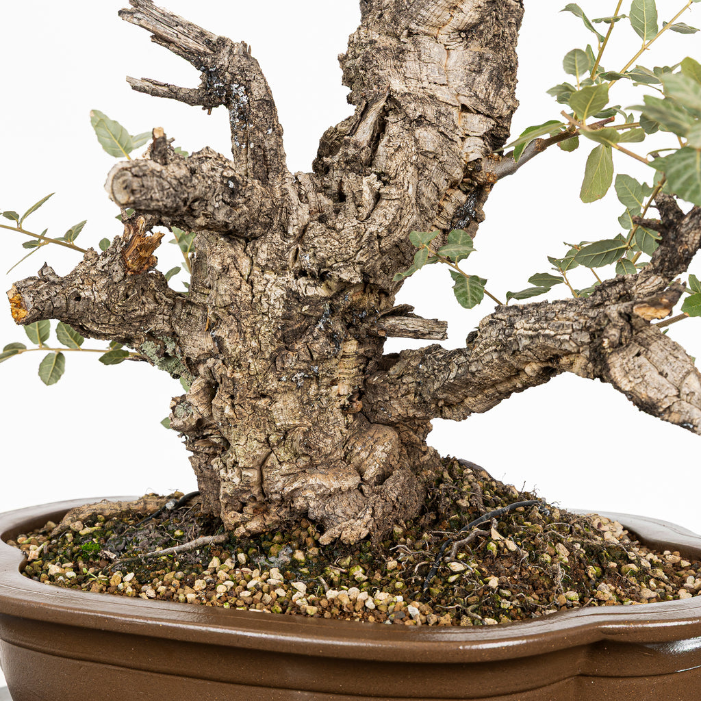 Bonsái - Alcornoque (Quercus suber) - QS10016