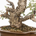 Bonsái - Alcornoque (Quercus suber) - QS10016