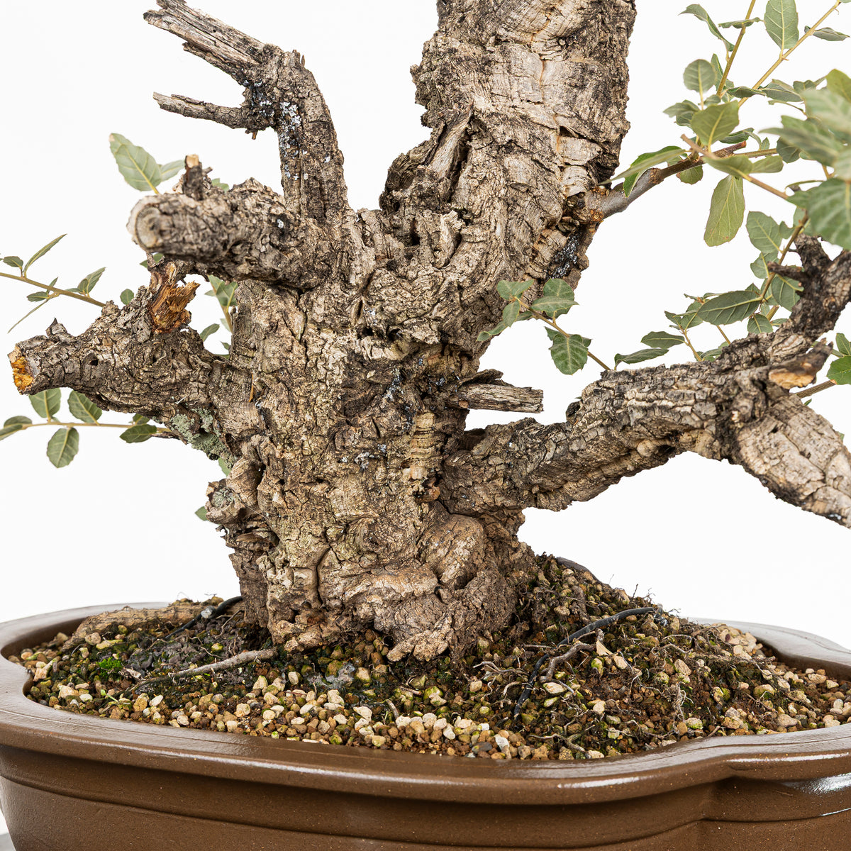 Bonsái - Alcornoque (Quercus suber) - QS10016