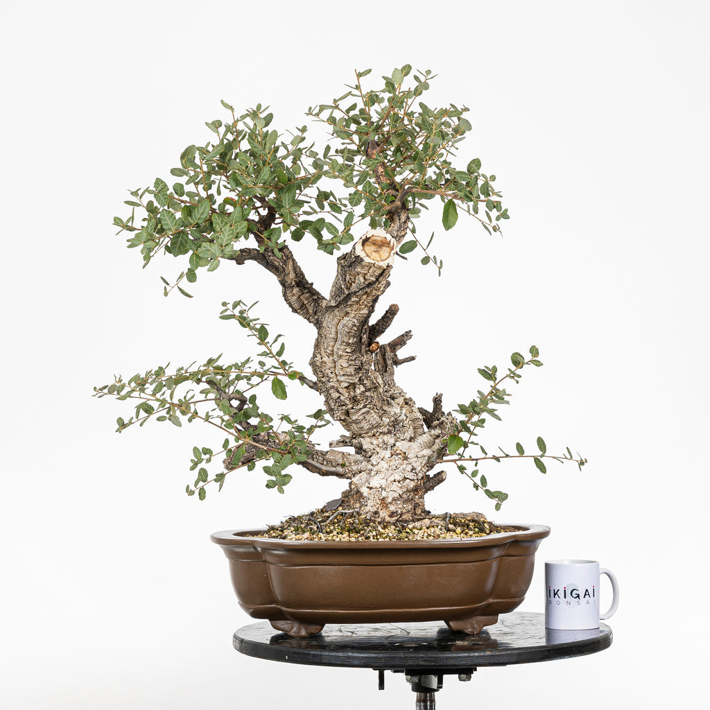 Bonsái - Alcornoque (Quercus suber) - QS10016