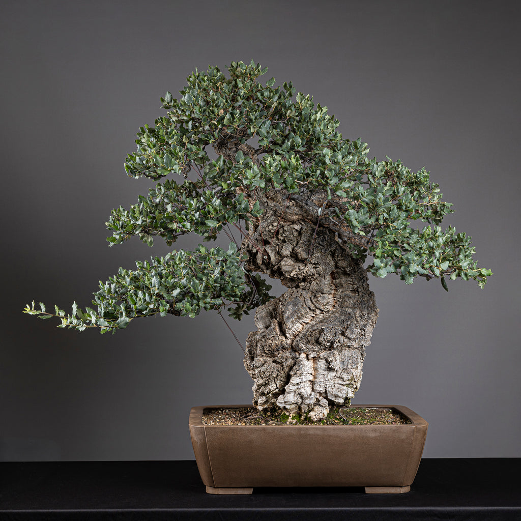 Bonsái "El Luchador de Sumo" - Alcornoque (Quercus suber)