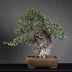 Bonsái "El Luchador de Sumo" - Alcornoque (Quercus suber)
