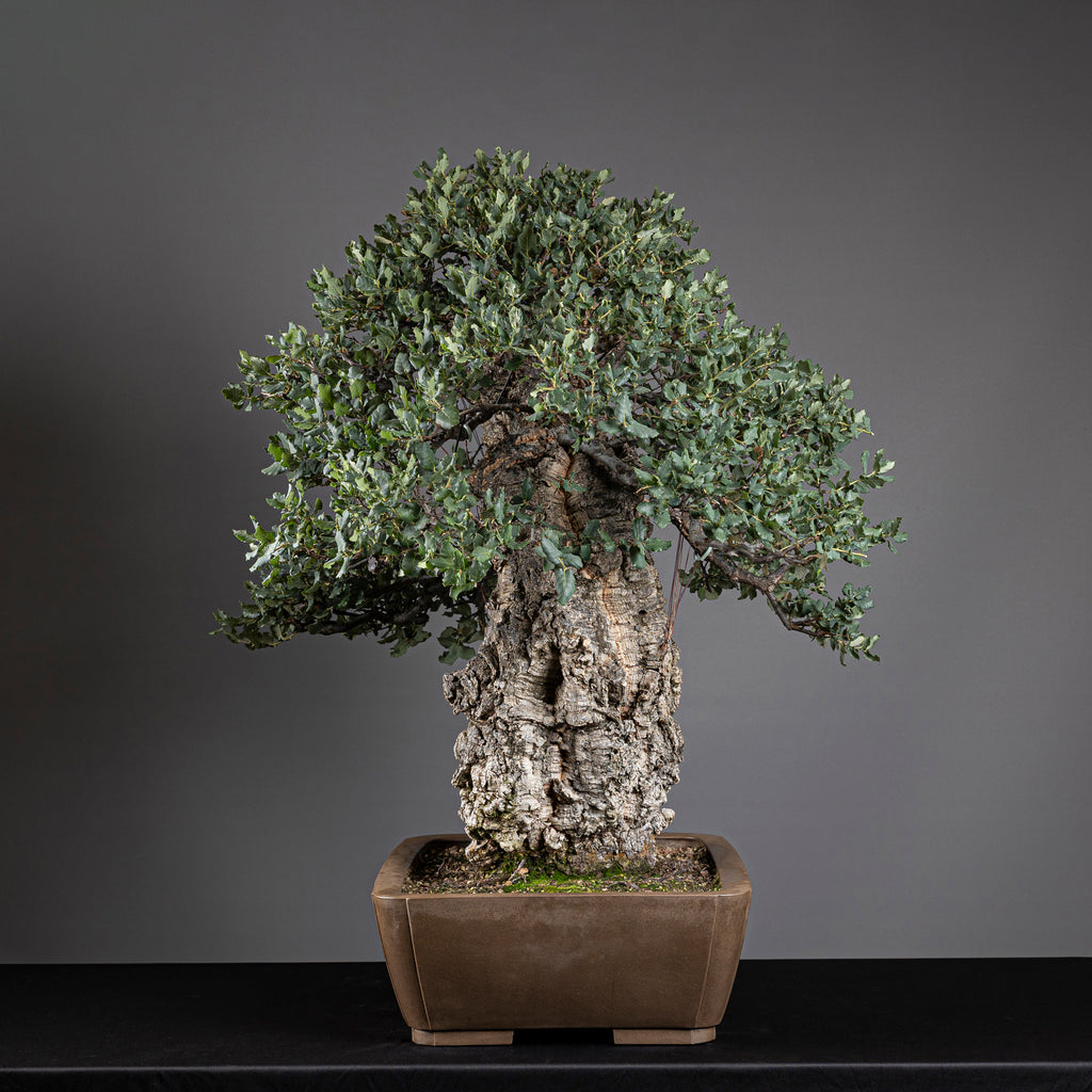 Bonsái "El Luchador de Sumo" - Alcornoque (Quercus suber)