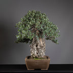 Bonsái "El Luchador de Sumo" - Alcornoque (Quercus suber)