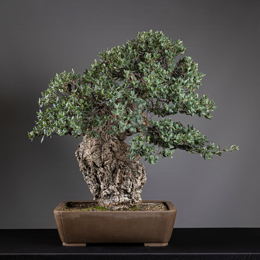 Bonsái "El Luchador de Sumo" - Alcornoque (Quercus suber)