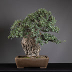 Bonsái "El Luchador de Sumo" - Alcornoque (Quercus suber)