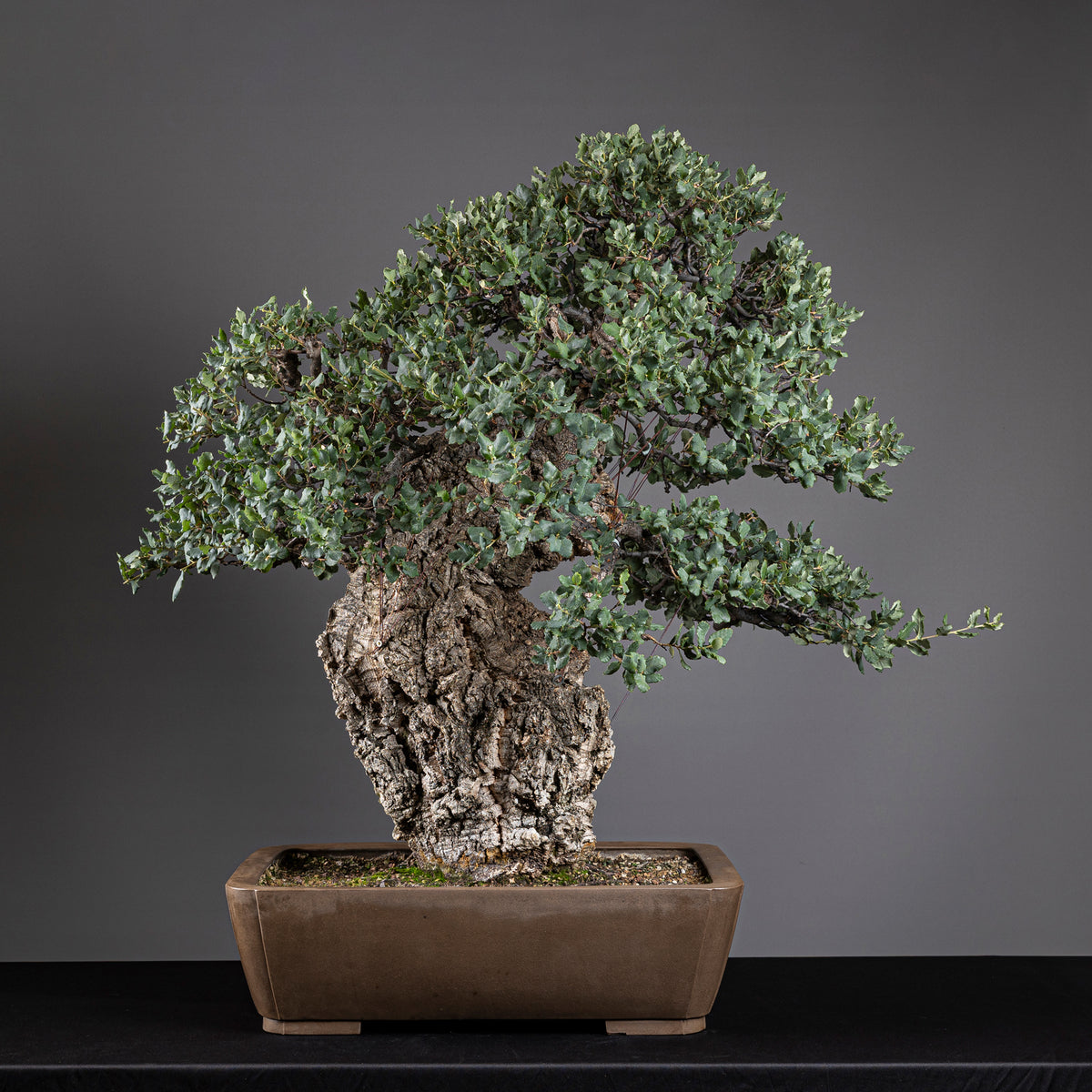 Bonsái "El Luchador de Sumo" - Alcornoque (Quercus suber)