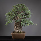 Bonsái "El Luchador de Sumo" - Alcornoque (Quercus suber)