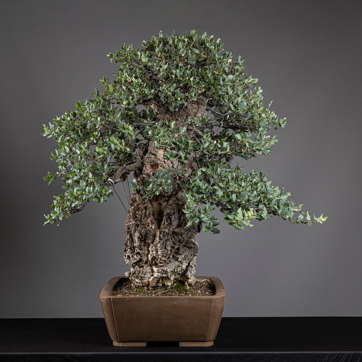 Bonsái "El Luchador de Sumo" - Alcornoque (Quercus suber)