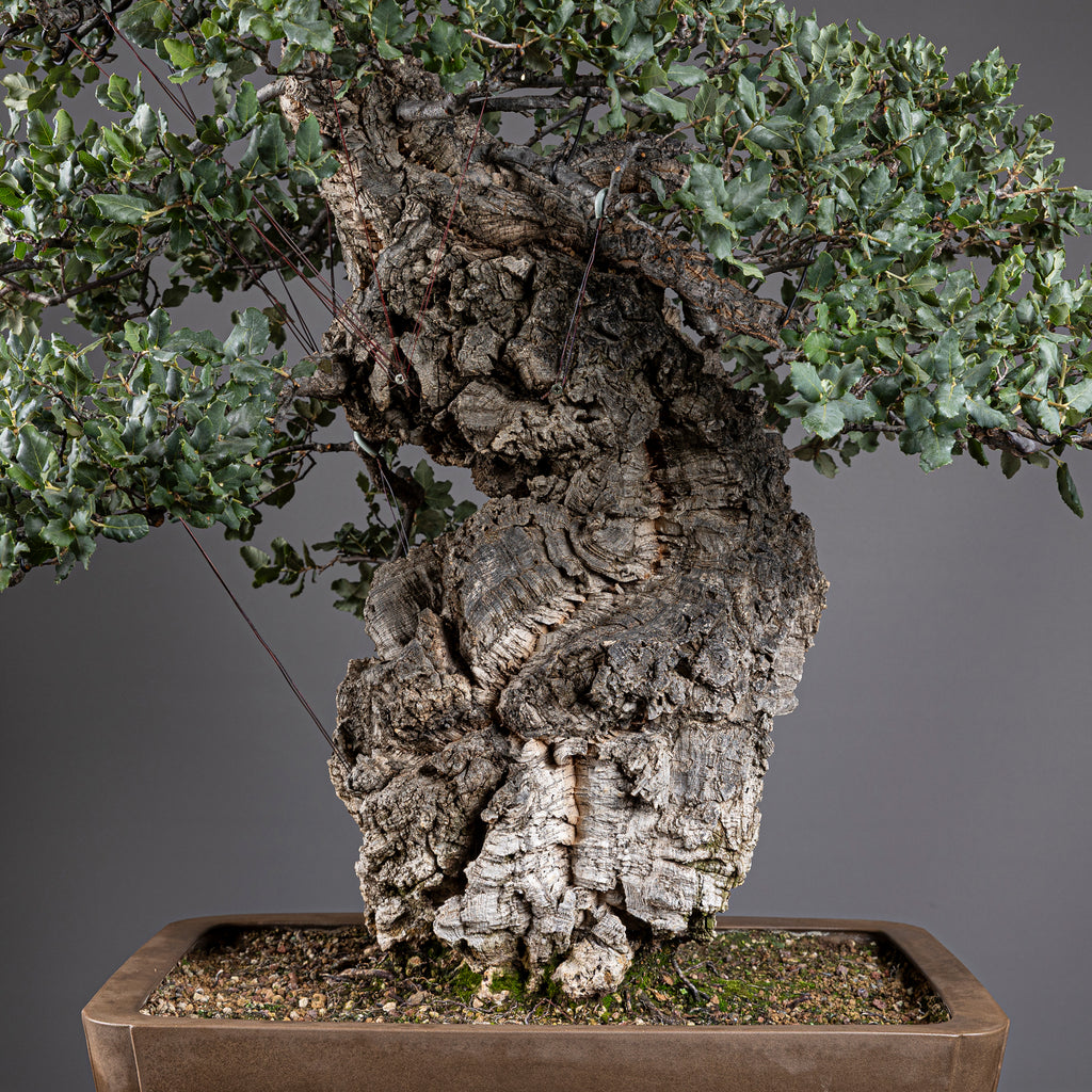 Bonsái "El Luchador de Sumo" - Alcornoque (Quercus suber)