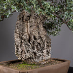 Bonsái "El Luchador de Sumo" - Alcornoque (Quercus suber)