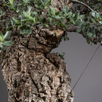 Bonsái "El Luchador de Sumo" - Alcornoque (Quercus suber)