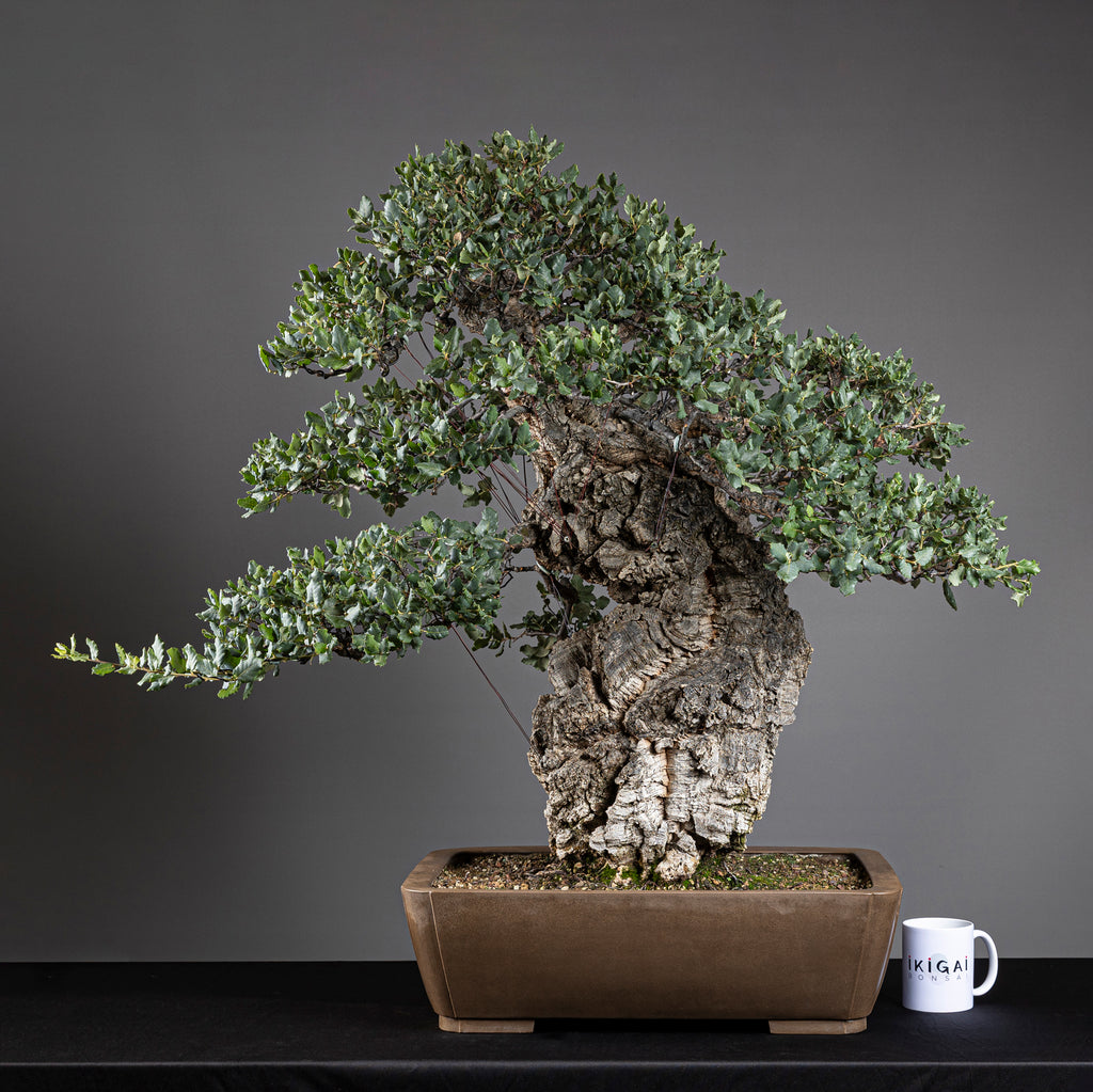 Bonsái "El Luchador de Sumo" - Alcornoque (Quercus suber)