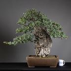 Bonsái "El Luchador de Sumo" - Alcornoque (Quercus suber)